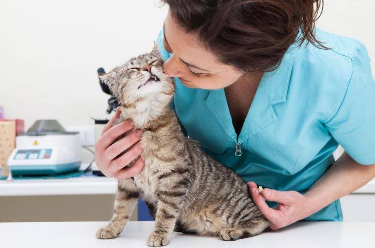 Стресс у кошки: симптомы, лечение, последствия