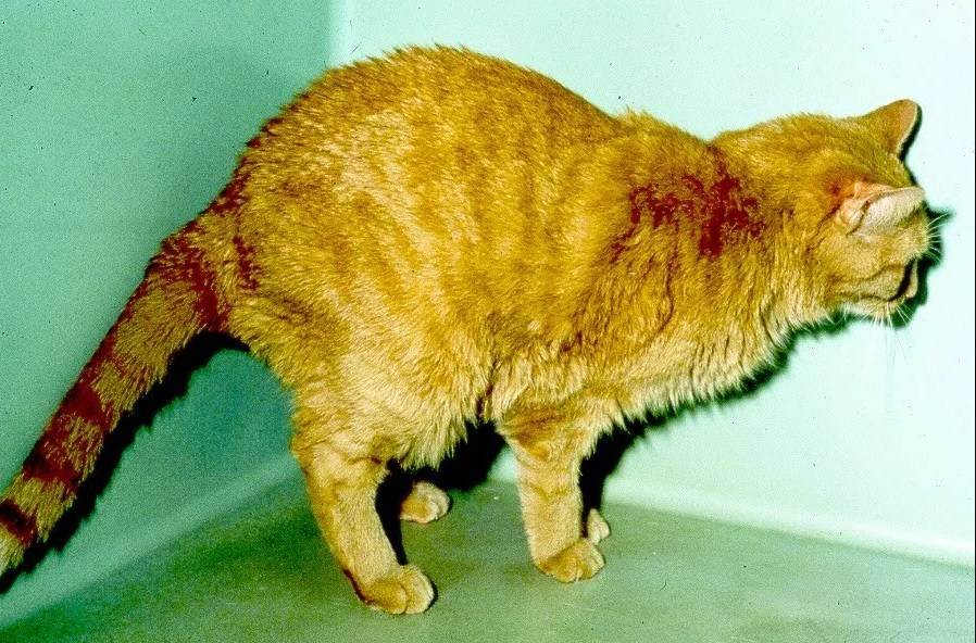 Болезни почек у кошек - что нужно знать, причины, симптомы, диагностика и лечение! | caticat.ru