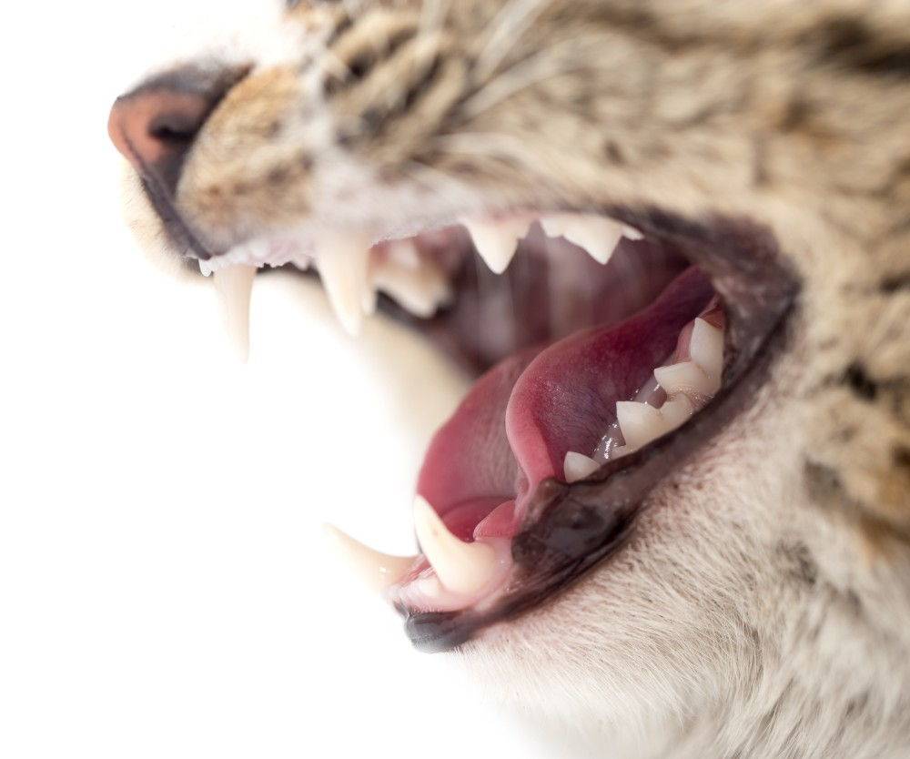 Кот с открытым ртом: почему кошка тяжело дышит, как собака, и приоткрывает пасть?