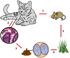 Токсоплазмоз у кошек: симптомы, выявление, лечение, профилактика