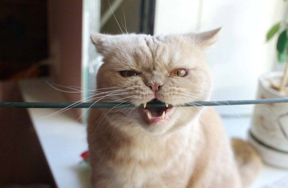 Как отучить кошку грызть провода: 9 эффективных способов