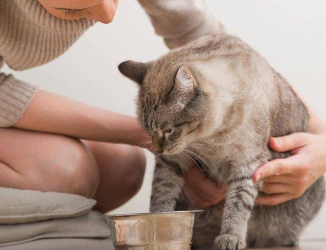 Корм для кошек для выведения шерсти: когда необходим, как действует, популярные марки, отзывы ветеринаров и владельцев