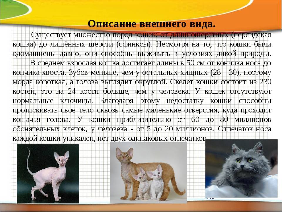 Все о кошках: описание, виды и содержание