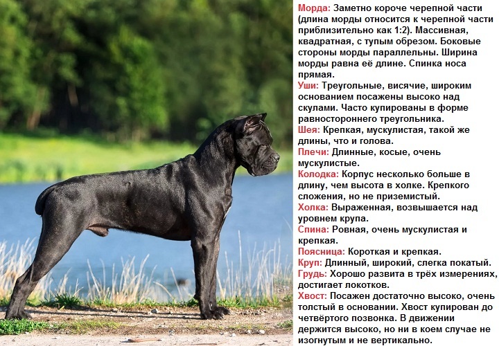 Кане корсо: описание стандарта породы собак с фото, характеристика итальяно, питомники, отрицательные отзывы владельцев и сколько стоит щенок итальянского мастифа
