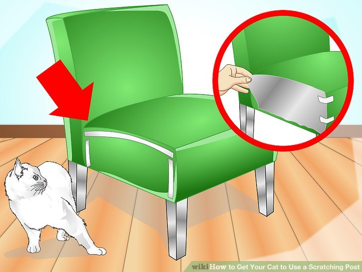 Как отучить кошку драть обои и мебель и что сделать чтобы кот не царапал диван
