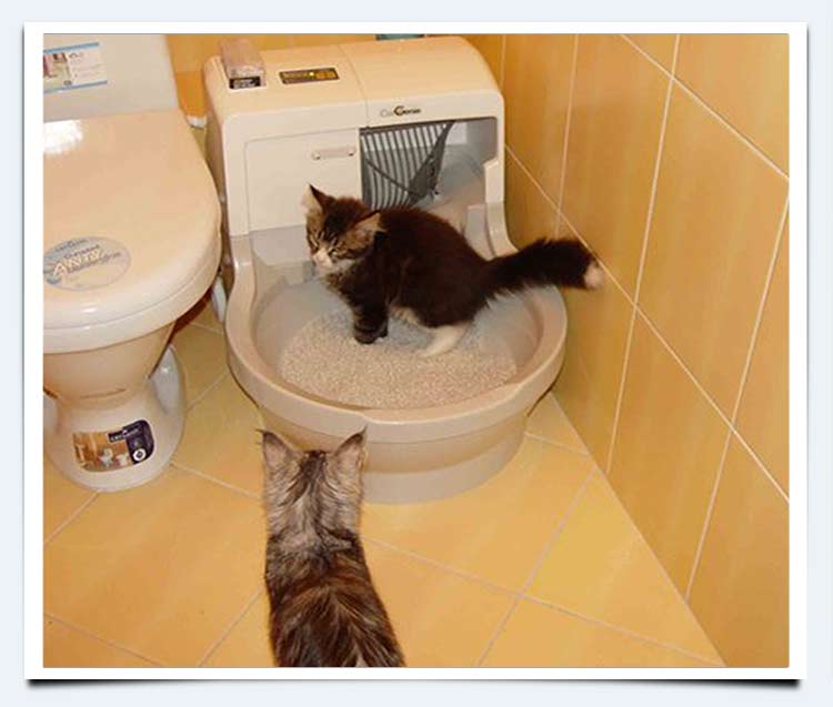 Кошка или кот ничего не ест и не пьет: что делать?