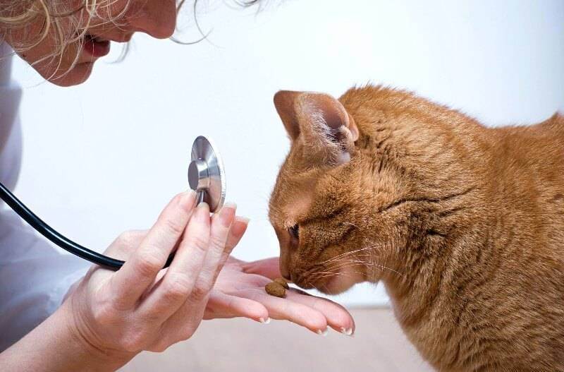 Как и чем вывести глистов у кошки в домашних условиях?