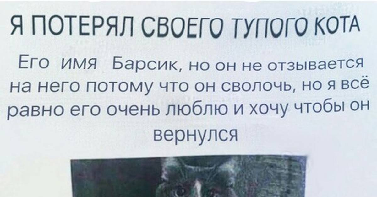 Мяуканье кошки: причины и значение звуков, которые издают питомцы