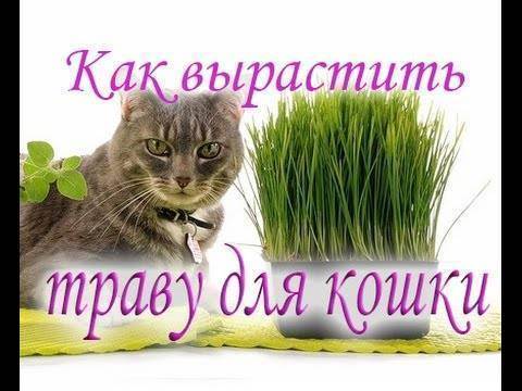 Как выращивают траву для кошек на продажу. как называется трава для кошек, как ее посадить и вырастить. выращивание травки в домашних условиях