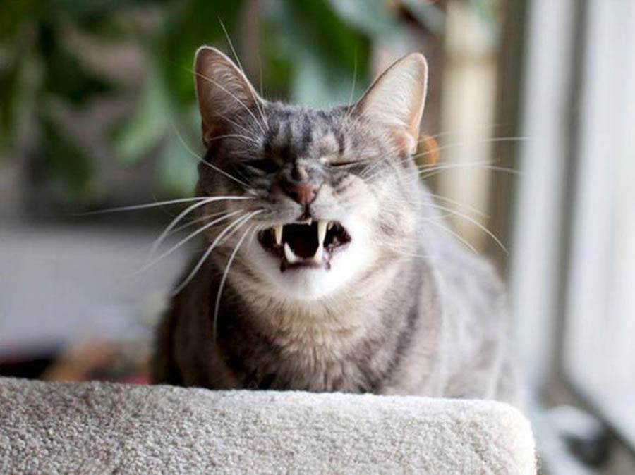 Почему кот чихает часто и как лечить