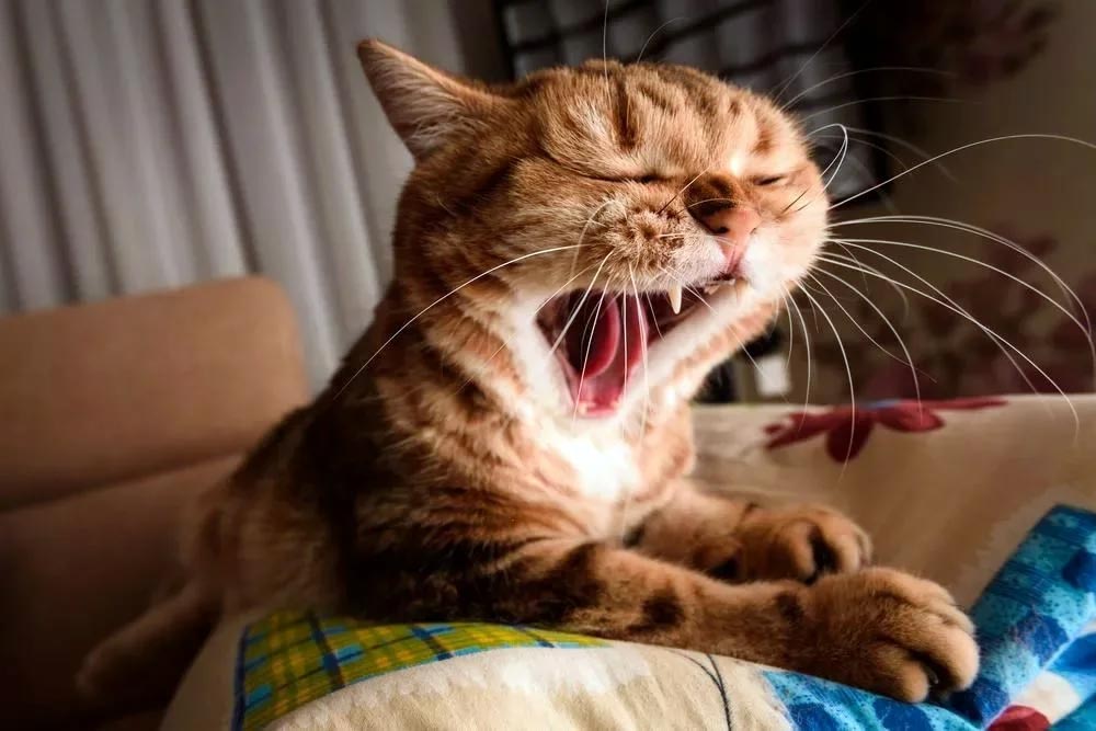 Почему кошки зевают?