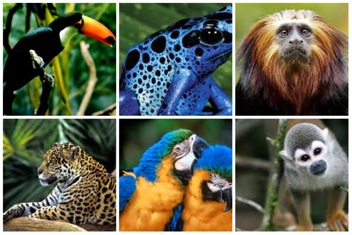 Cuál es el animal más peligroso del amazonas