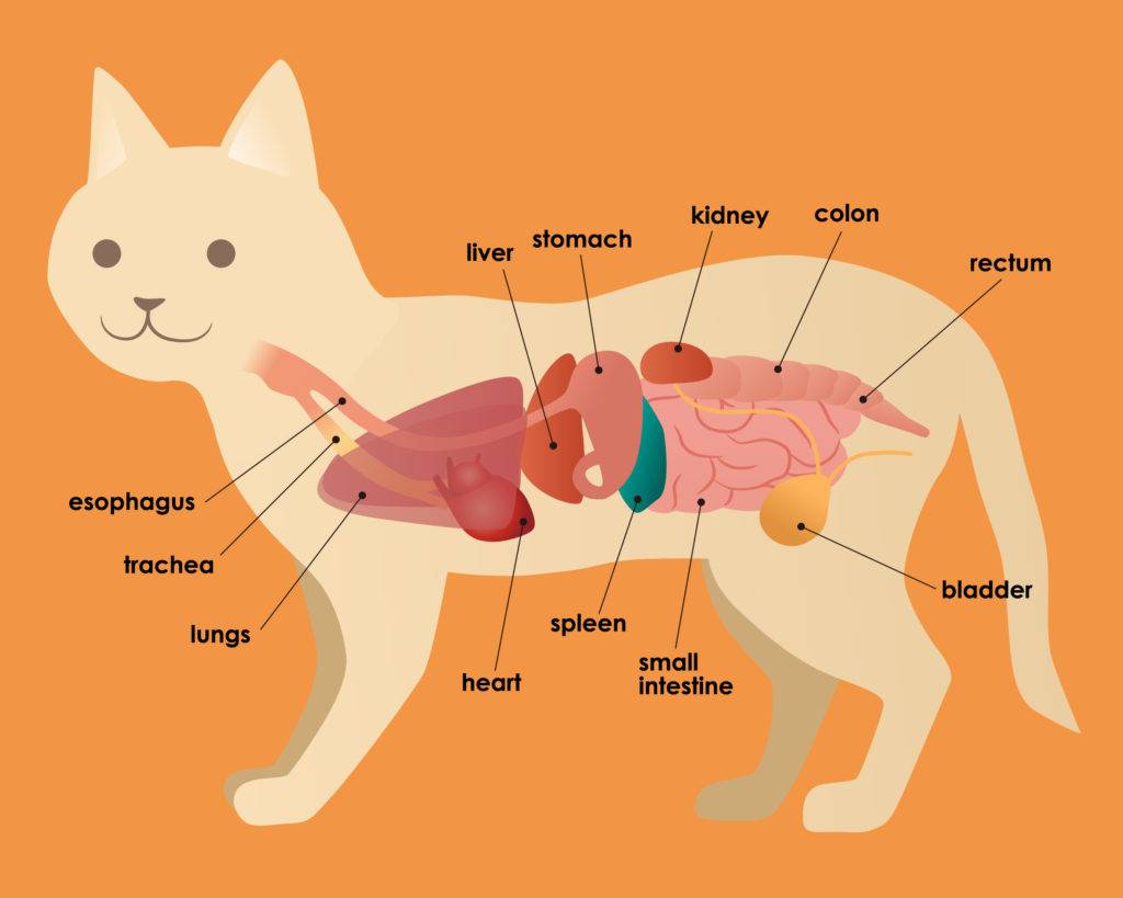 Гкмп у кошек: симптомы, лечение