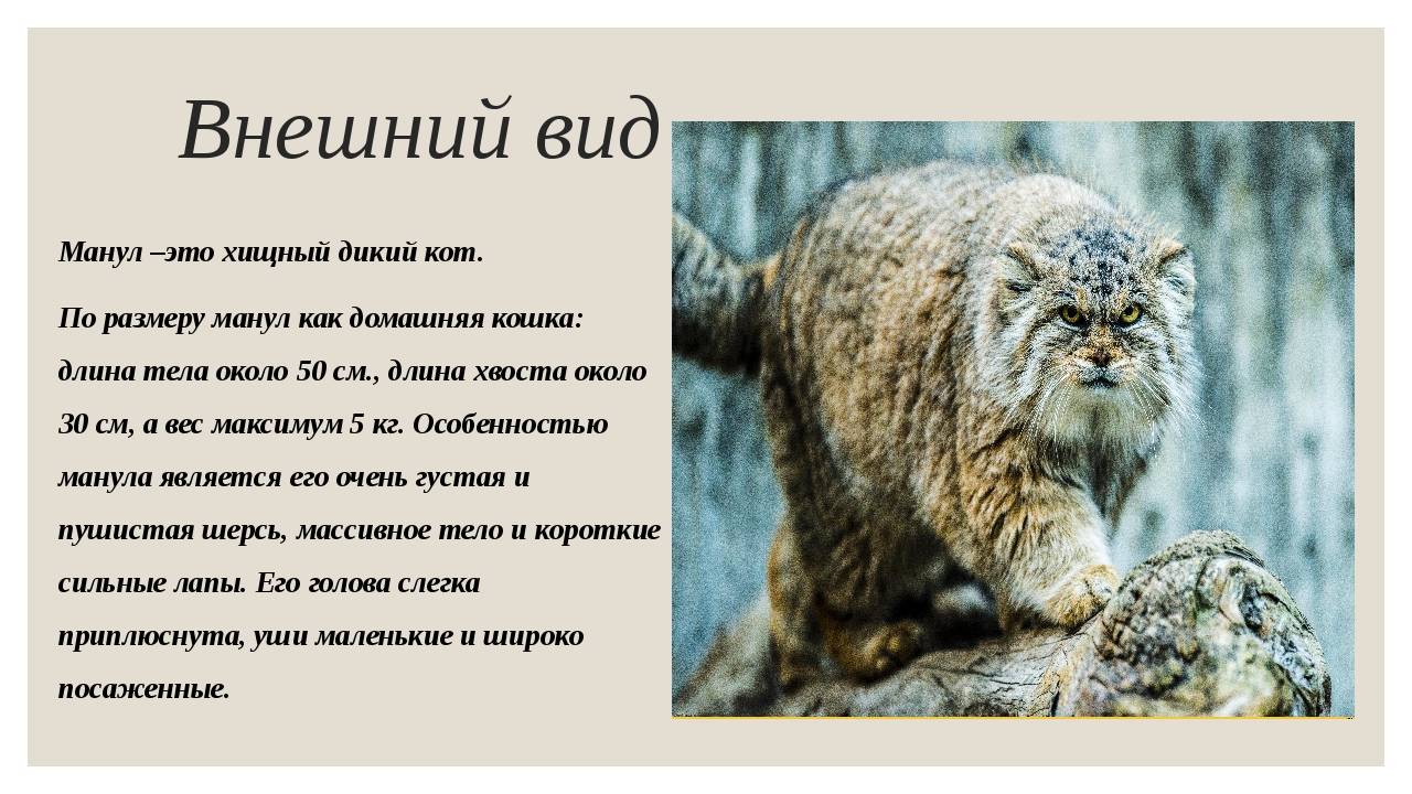 Манул: фото и описание дикой кошки, особенности питания, среда обитания