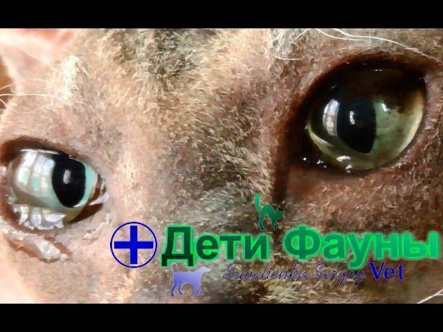 Болезни шотландских вислоухих кошек: список, симптомы