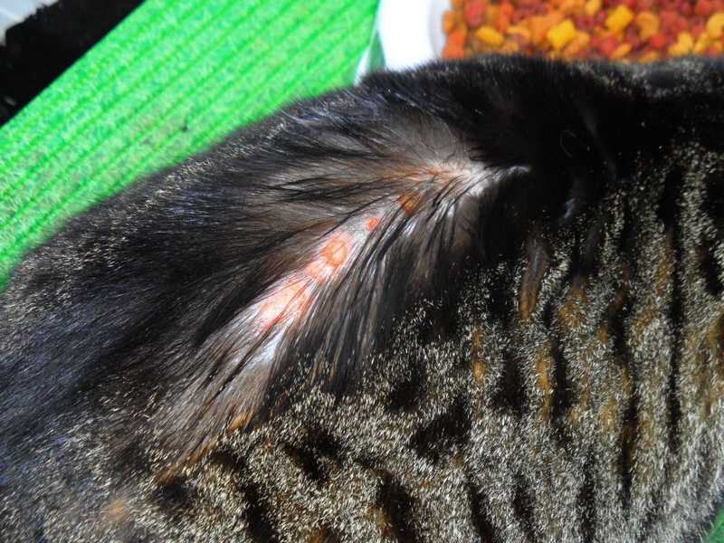 Симптомы, фото проявлений и лечение кожных заболеваний у кошек, вызванных грибковой или бактериальной инфекцией
