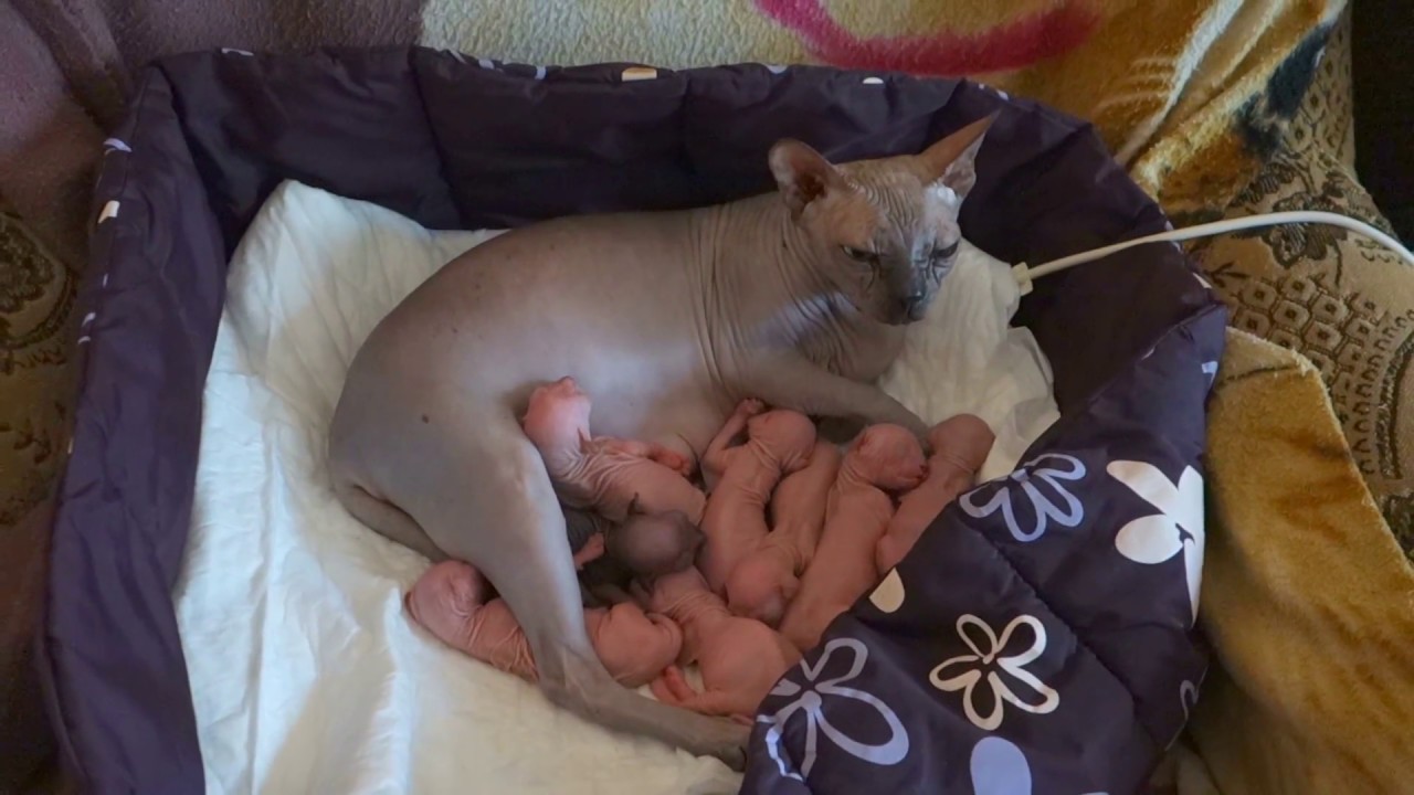 Беременная кошка - что важно знать