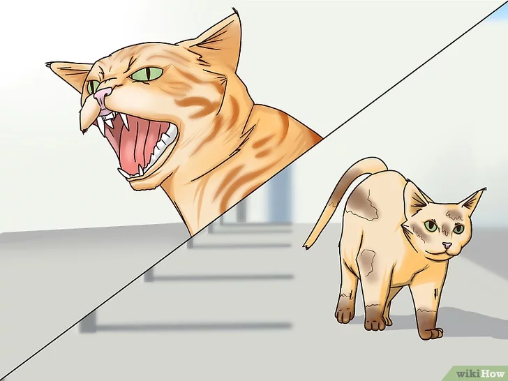Агрессия у кошек: виды