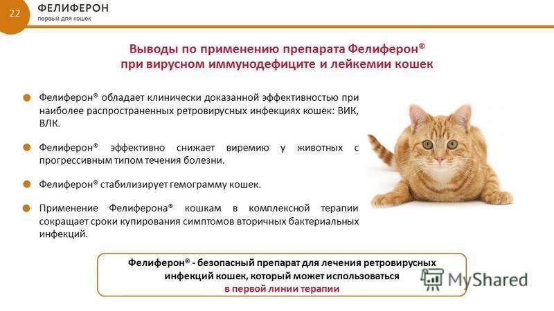 Поликистоз почек у кошек: причины, симптомы, диагностика, лечение, осложнения, профилактика | блог ветклиники "беланта"