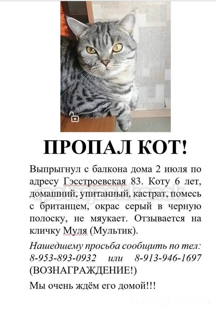 Что делать, если у вас пропала кошка?