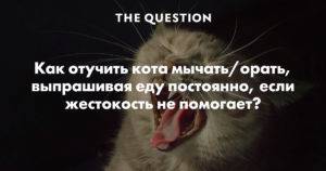 Почему кошка мяукает по ночам? ~ коточек