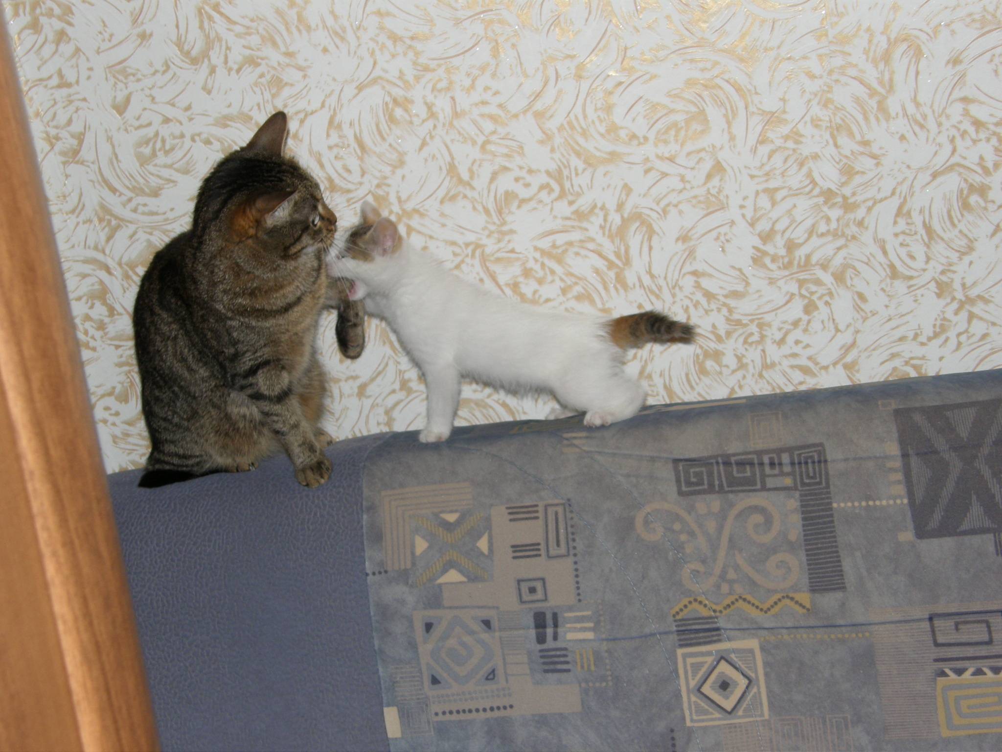Как подружить в одной квартире кота и кошку