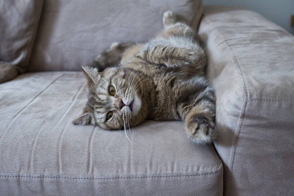 Мягкая мебель и домашний любимец: диван, который ему не по зубам - kotoff - кошачий портал