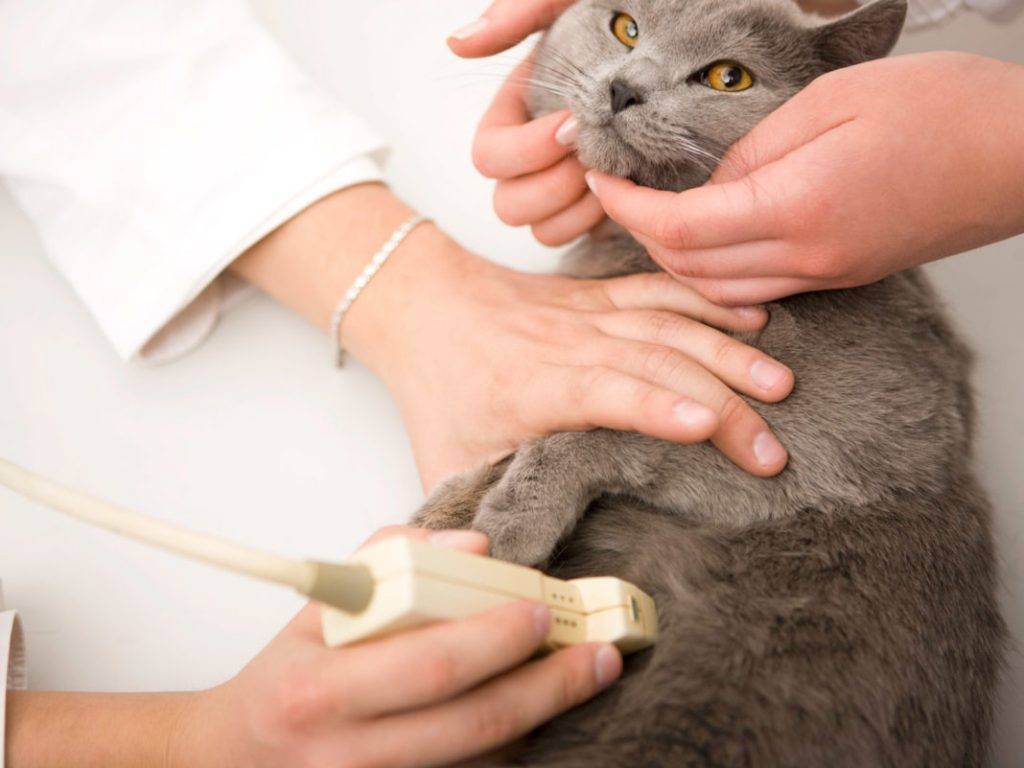 Геморрой у кошки лечение в домашних - муркин дом