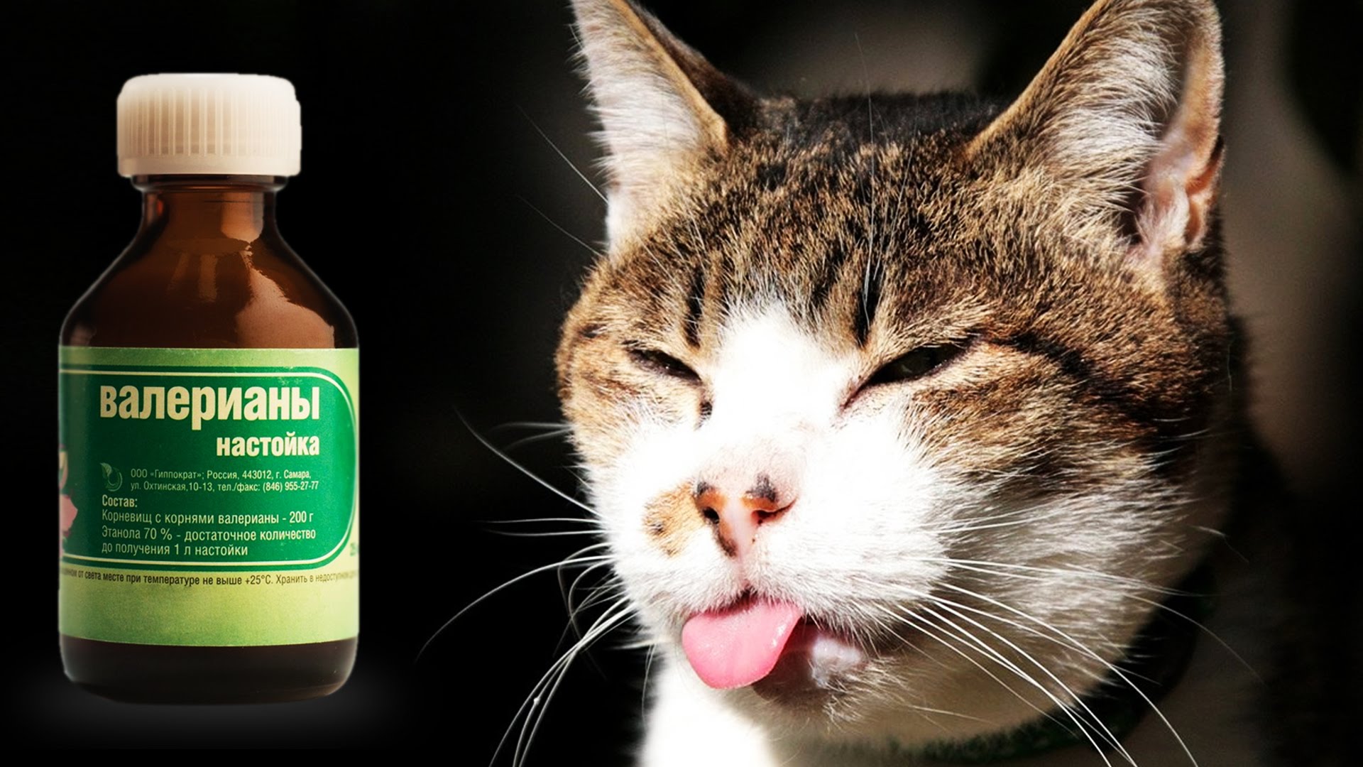 Как влияет валерьянка на котов - действие препарата
