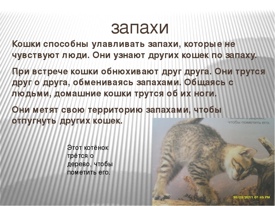 Какие запахи не любят кошки – pet-mir.ru