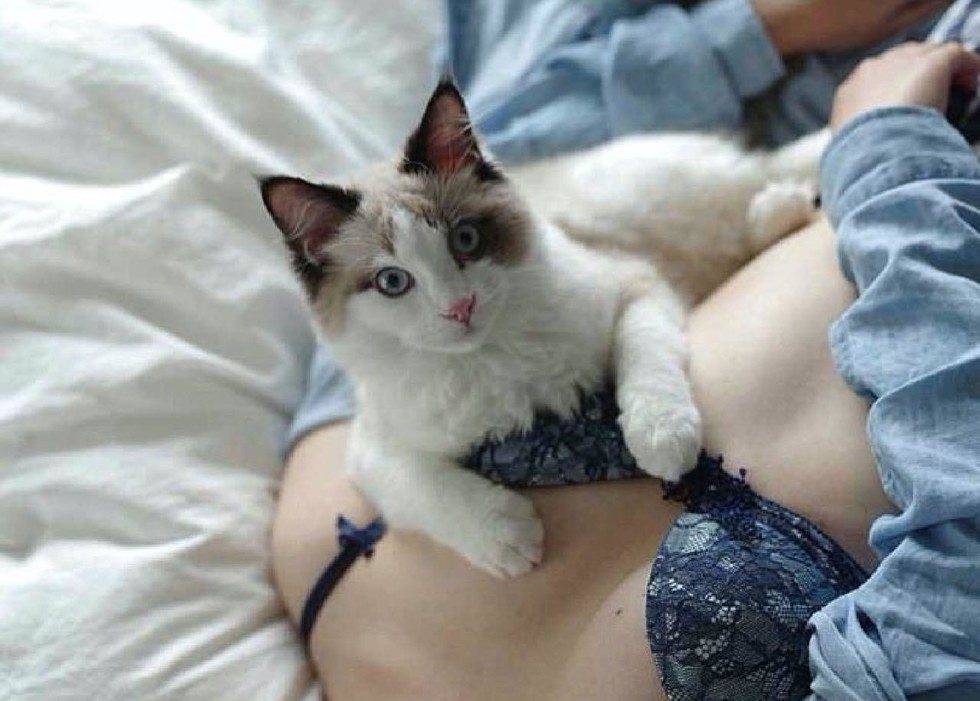 Почему кошка ложится на живот беременных