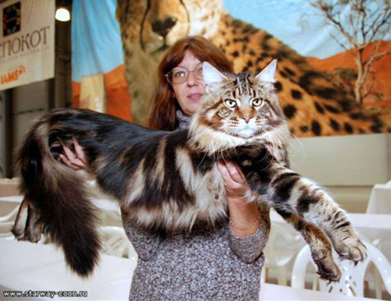 Сколько стоит котенок мейн куна: фото, цена в россии