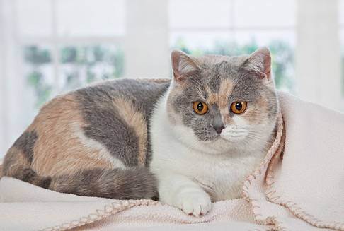 Британские кошки окраса табби: разновидности и содержание