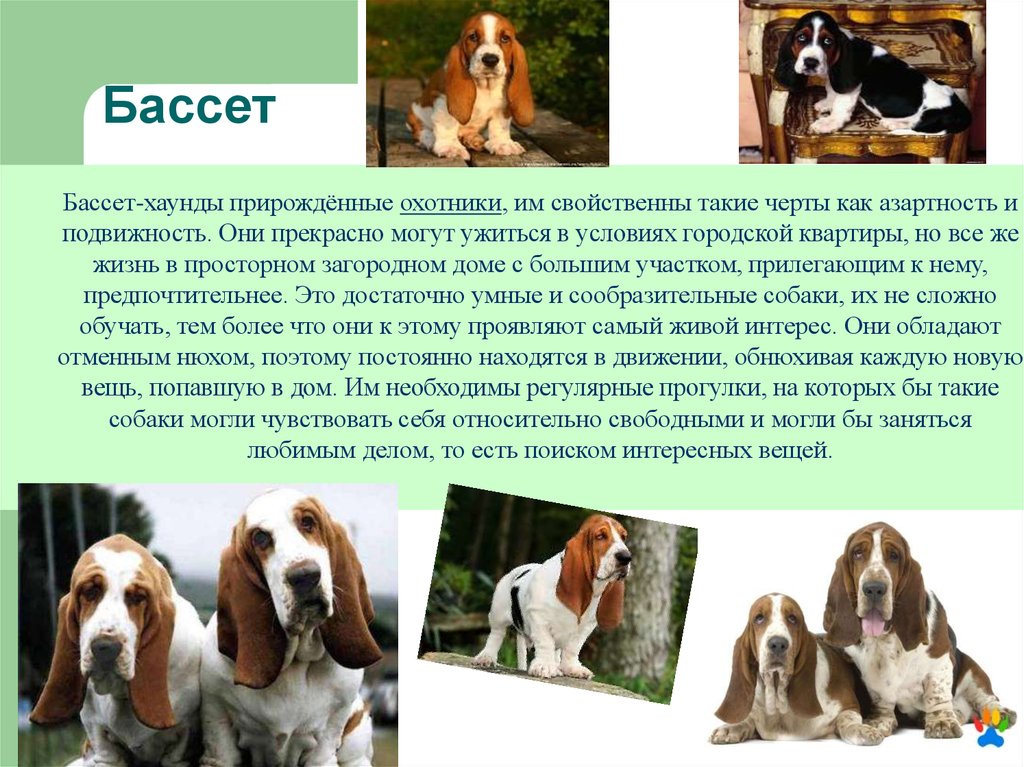 Бассет хаунд — фото, описание породы собак, особенности