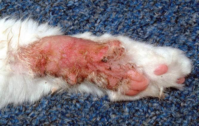 Аллергия на корм у кошек: причины и симптомы