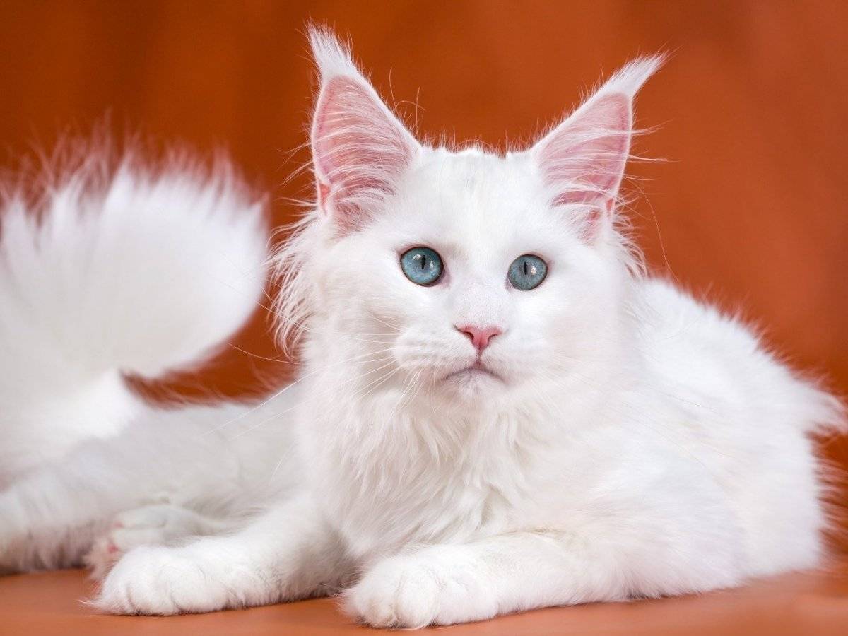 Белый мейкун. Мейн кун белый. Мейн кун белый кот. Белая кошка Мейн кун. Белый голубоглазый Мейн кун.