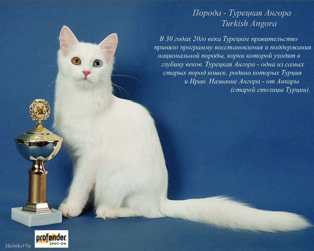 Породы русских кошек с фотографиями и названиями