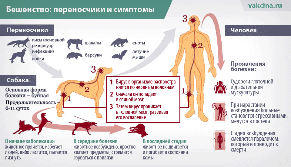 Ранние признаки бешенства у собаки. Бешенство болезнь собаки. Симптомы заражения бешенством. Симптомы признаков бешенства. Симптомы у животных при бешенстве.