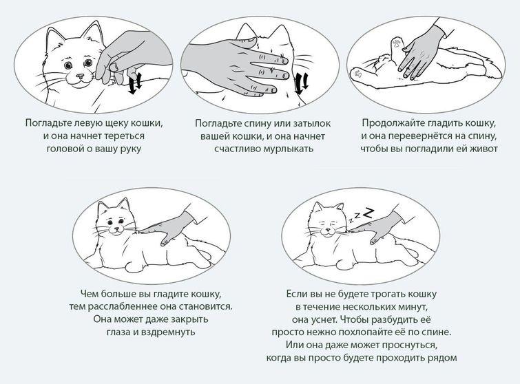 Почему мурлыкают кошки - основные причины мурлыканья котов и подробное объяснение каждой из них + интересные факты о жизни питомцев