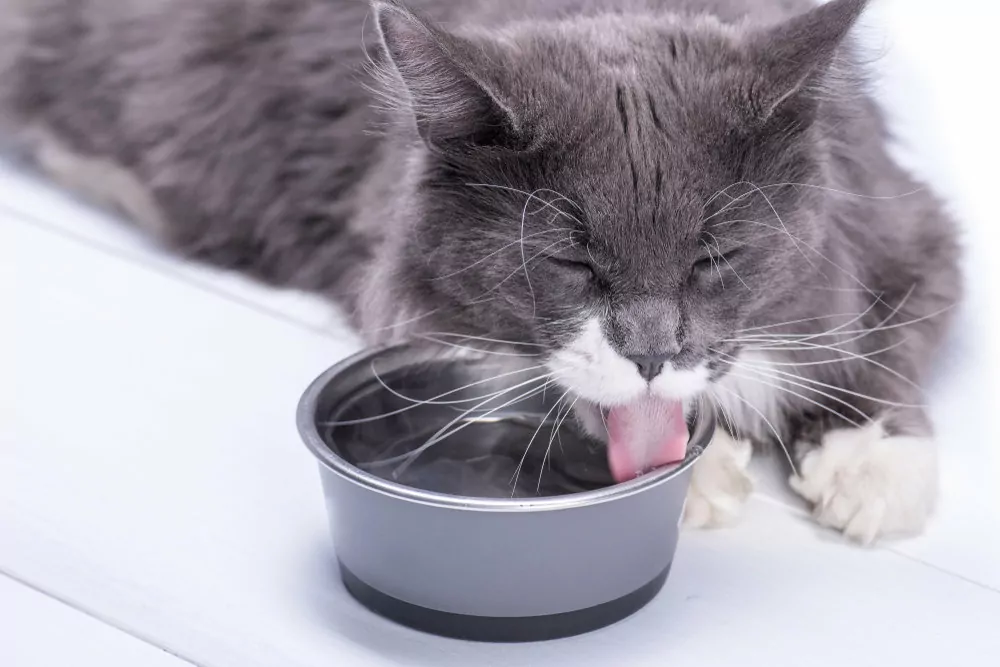 Сколько коты должны пить воды. Кошки лакают жидкость. Сколько воды должна пить кошка. Кот пьет из миски. Важность воды для кошек.