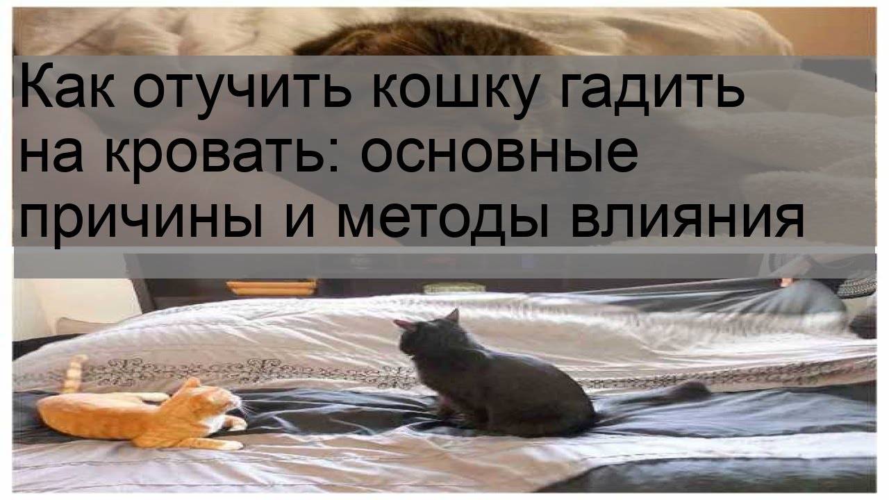 Как отучить котенка писать на кровать - способы отучения