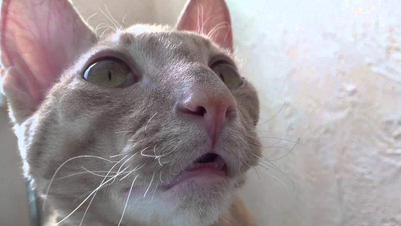 Кошка дышит с высунутым языком | фото, кончик языка, причины, что делать
