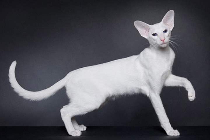Белые кошки — обзор пород, особенности ухода и вязки
