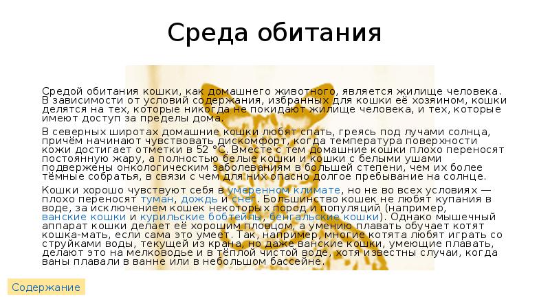 Лесной кот: описание, ареал, питание, враги, образа жизни