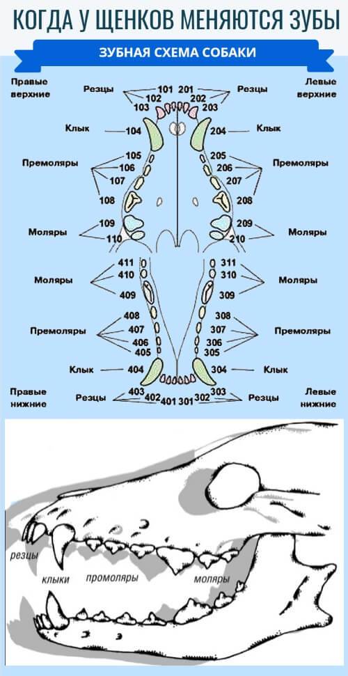 Стоматологическая карта кошек