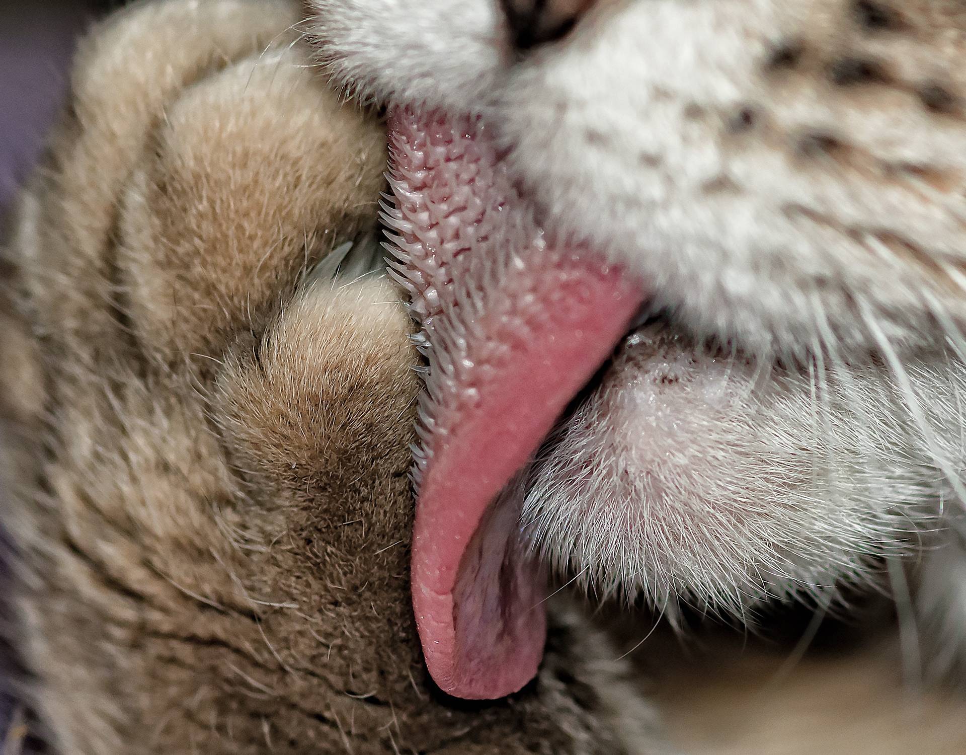 Вы знаете, почему кошки высовывают язык?