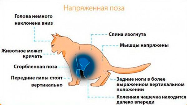 7 причин почему у кота отказывают задние лапы - как лечить