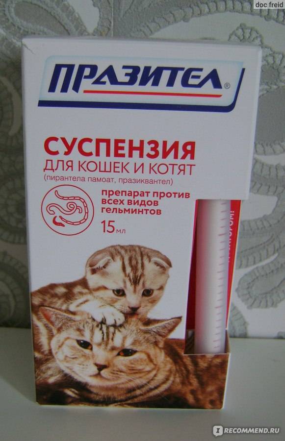 Суспензия от глистов для котят: виды и эффективность