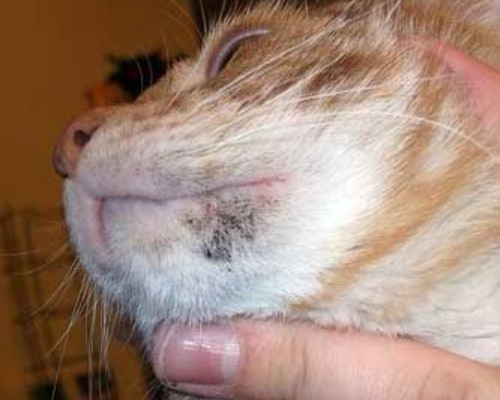 У кошки на подбородке болячки - симптомы и лечение