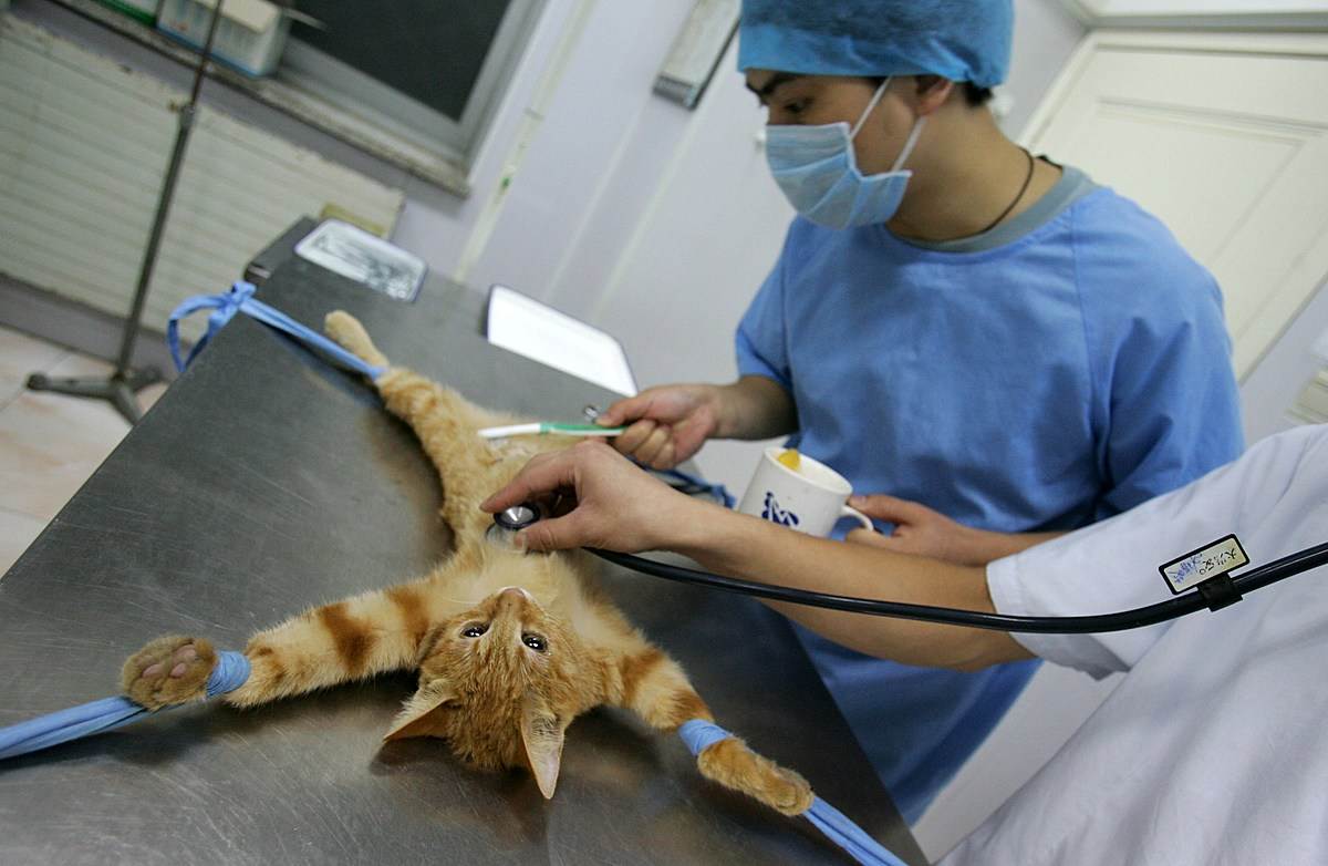 Почему кошки после операции по стерилизации или кастрации не едят и не пьют, что с этим делать?